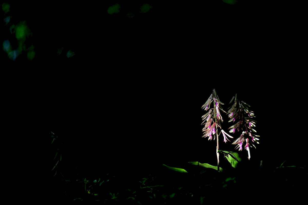 DSC_0970ss.jpg