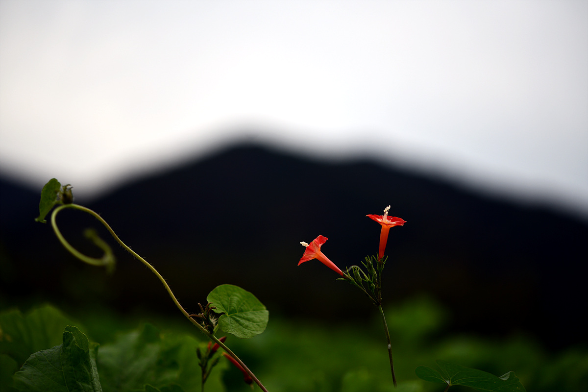 DSC_0447.jpg