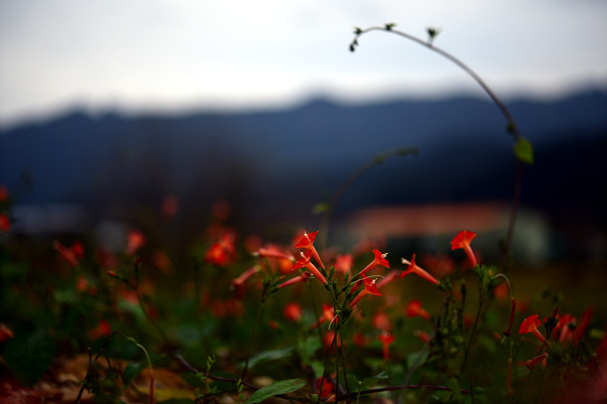 DSC_0462.jpg