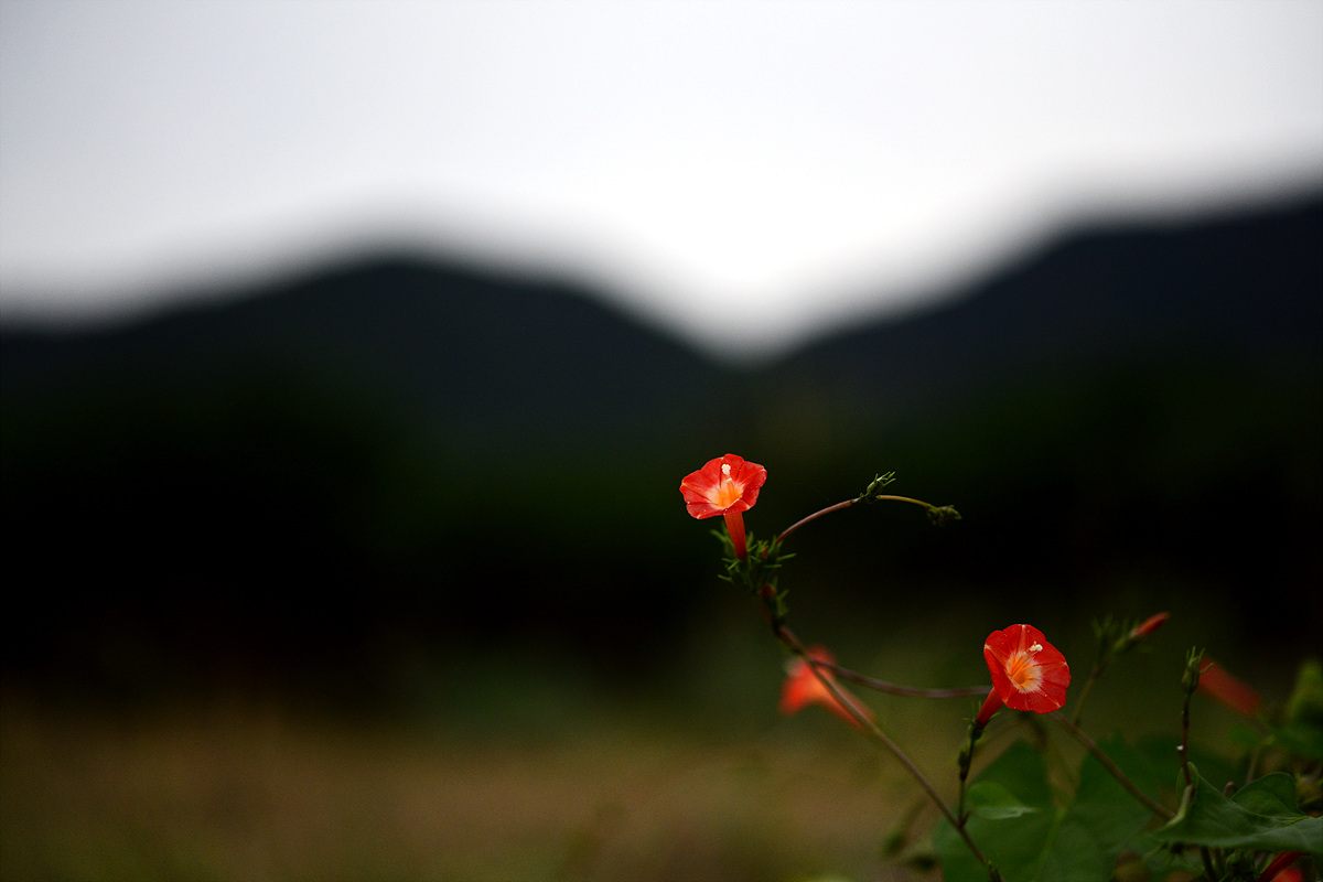 DSC_0442.jpg