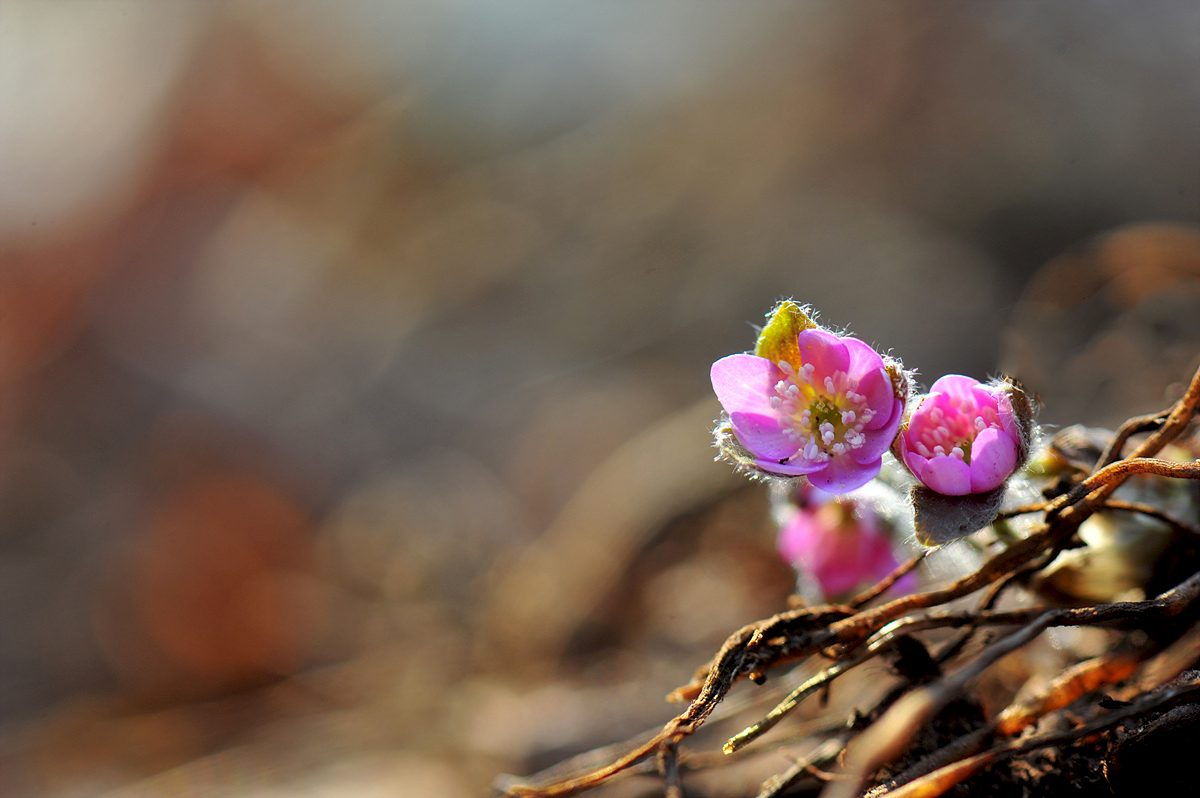 DSC_9805s.jpg