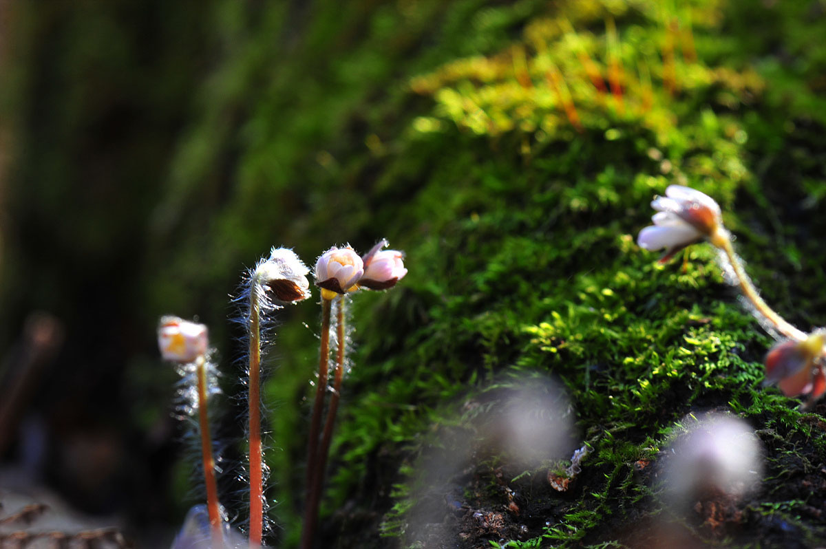 DSC_9664aa.jpg