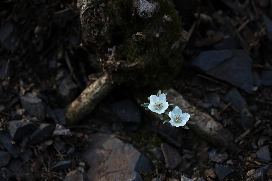 IMG_8201a.jpg