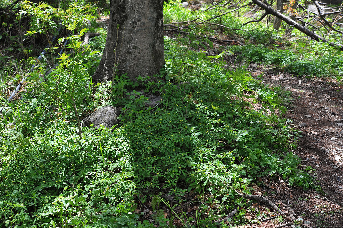 DSC_0949s.jpg