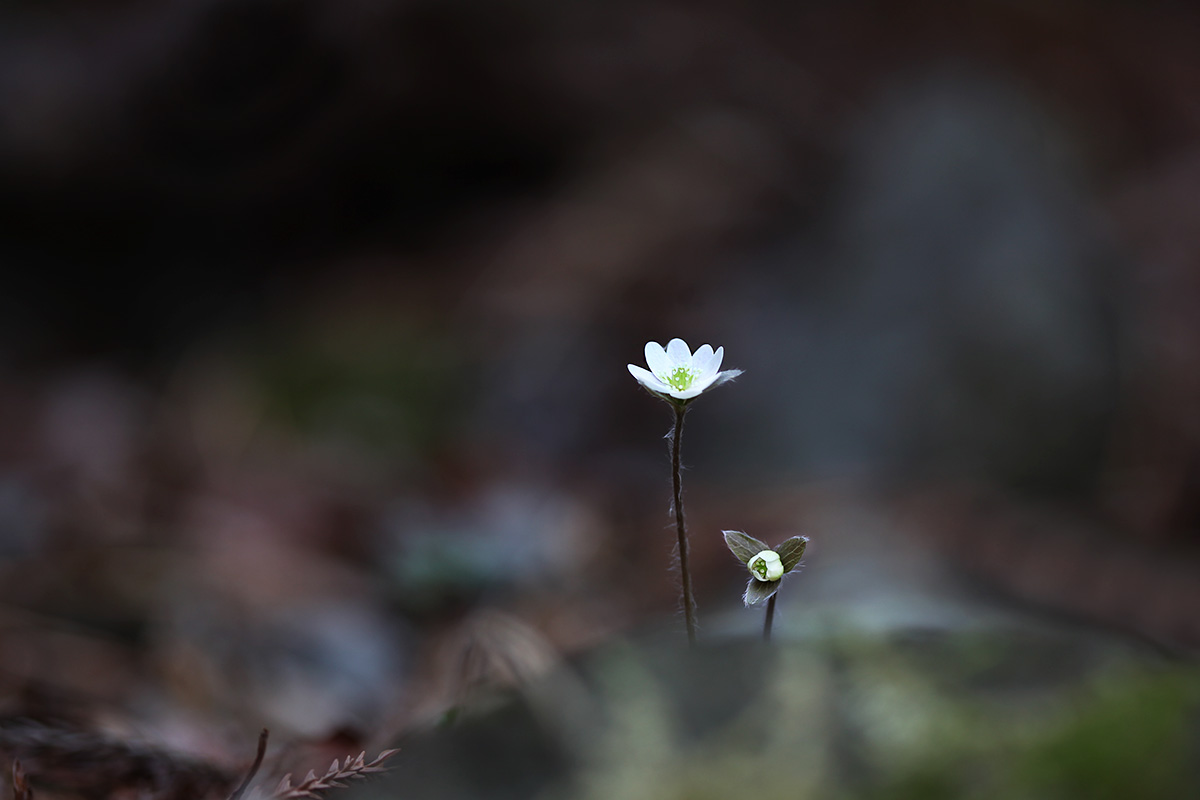 IMG_8130a.jpg