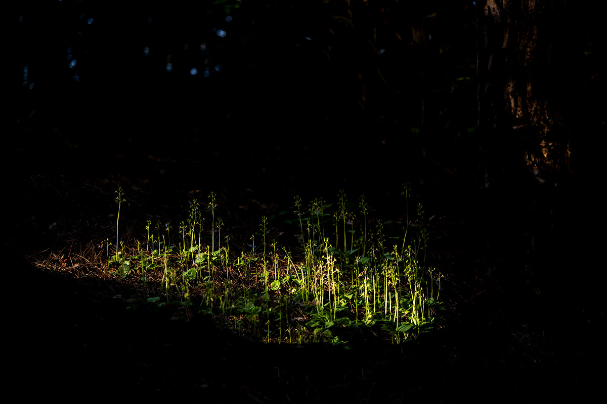 DSC_0746a.jpg