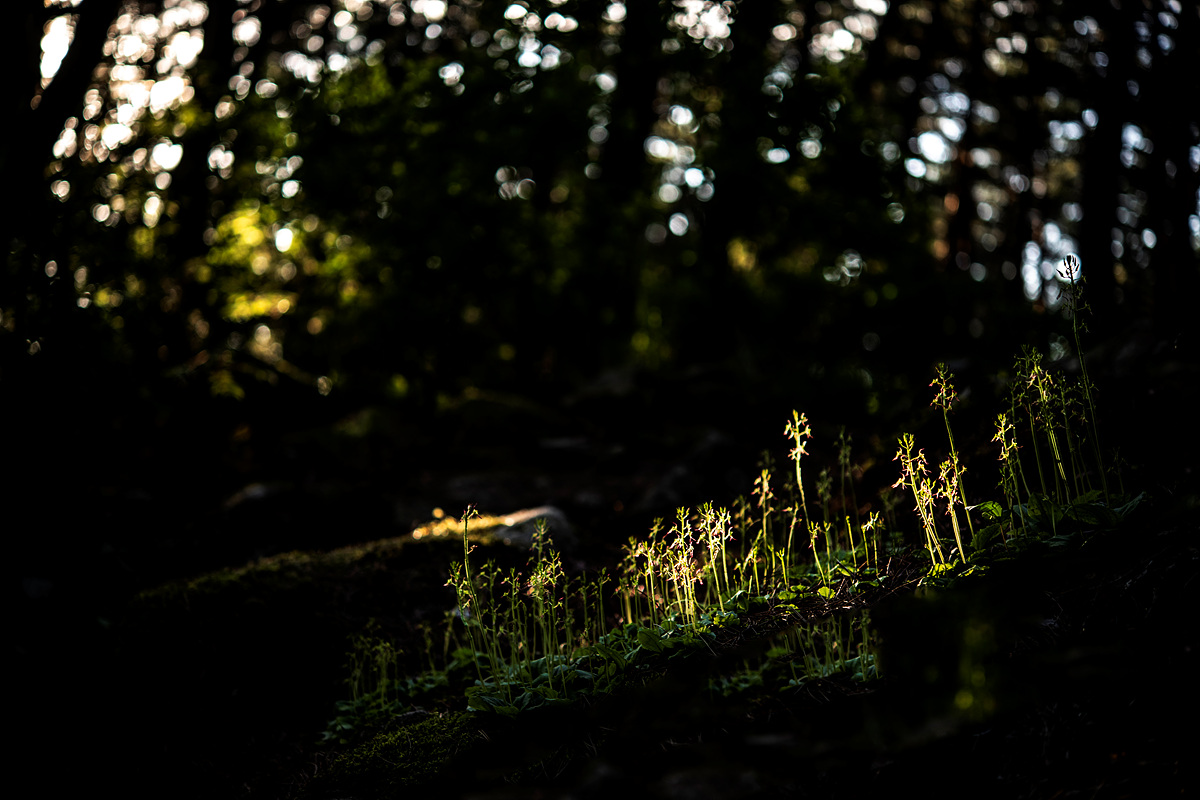 DSC_0654a.jpg