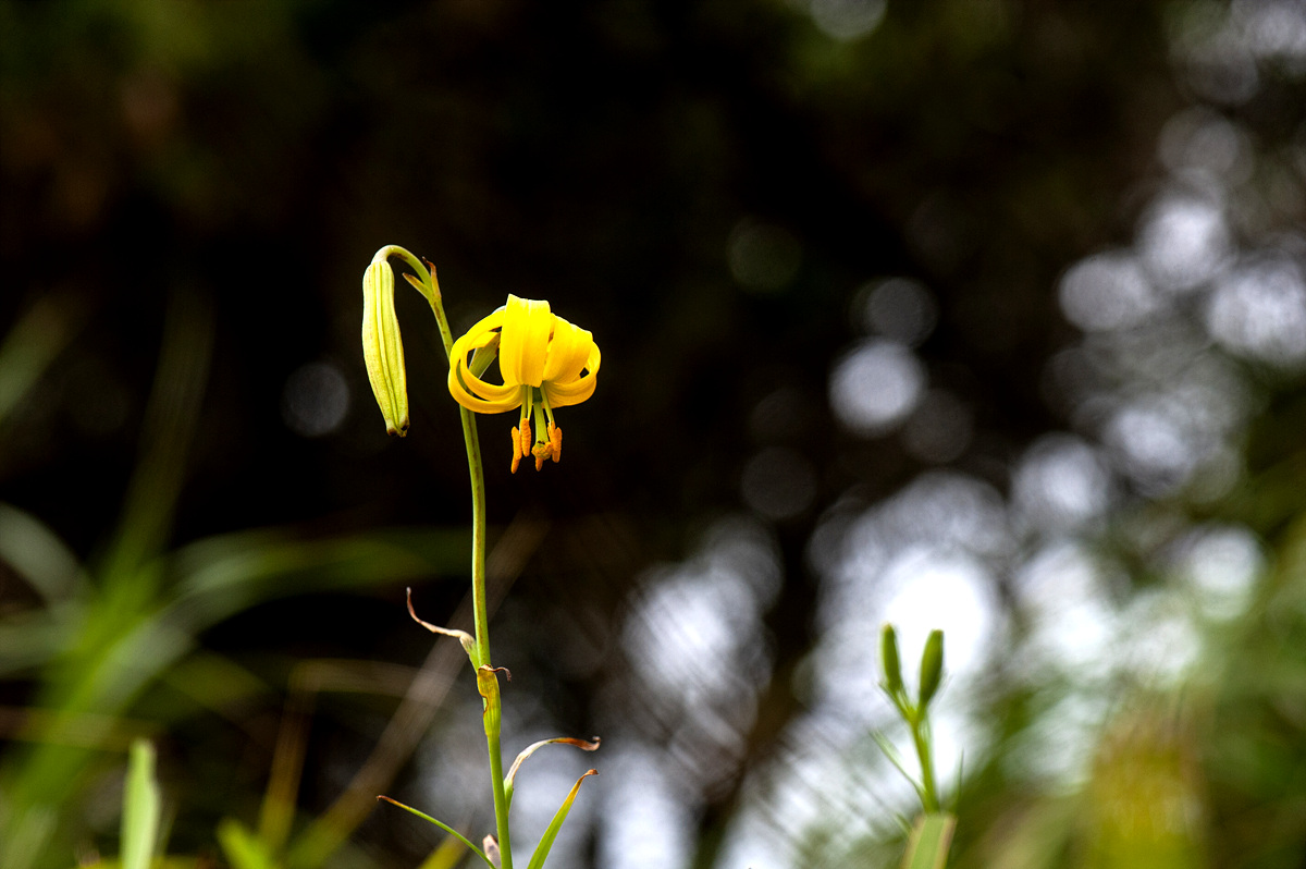 DSC_5341qqq.jpg