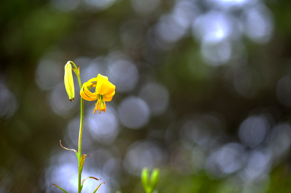 DSC_5398qqq.jpg