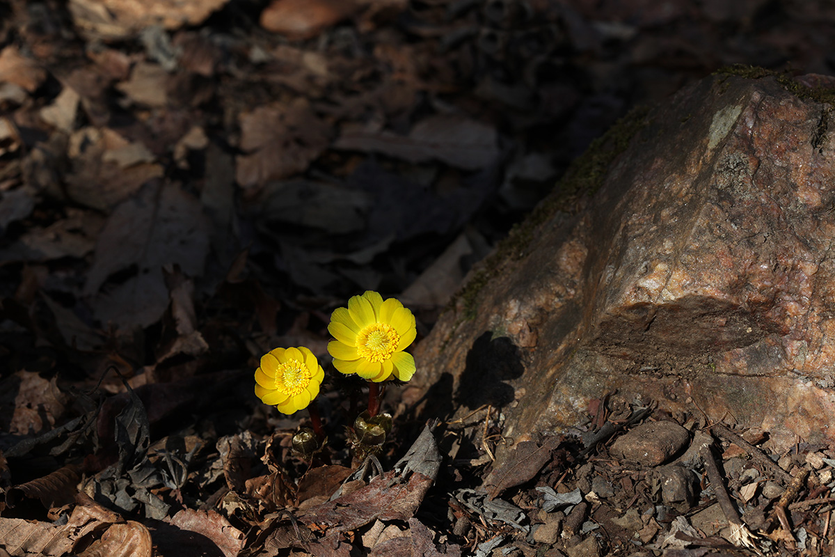 IMG_7335a.jpg