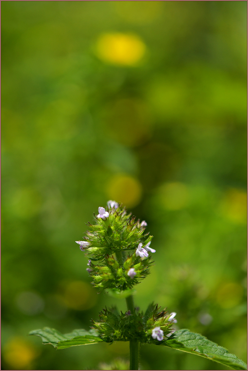 DSC_4936.jpg