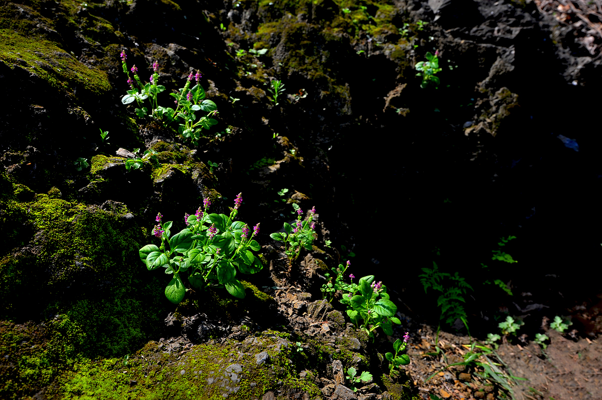 DSC_1441a.jpg