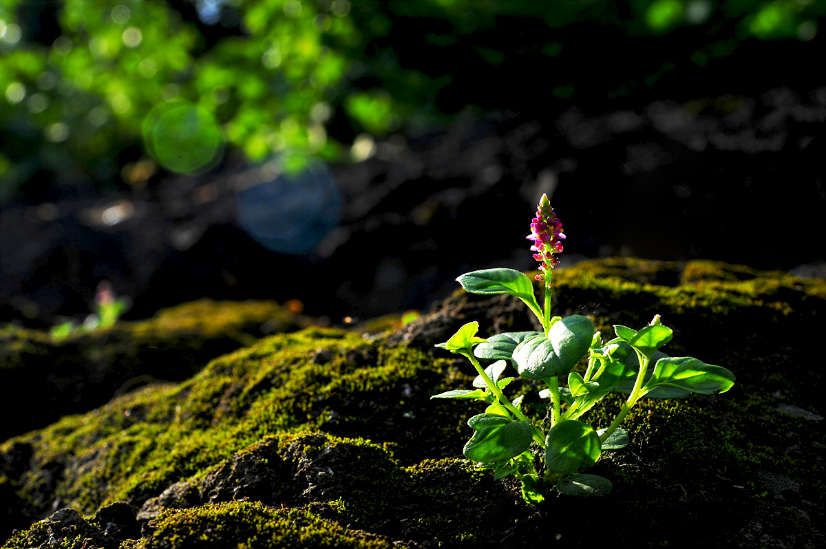 DSC_1494a.jpg