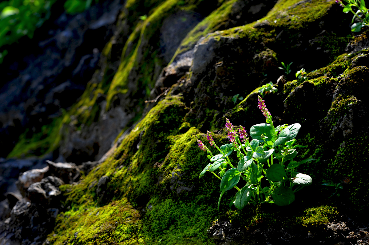 DSC_1532aa.jpg