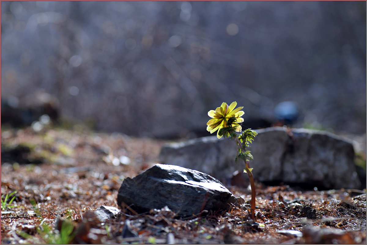 DSC_8011개복수초.jpg