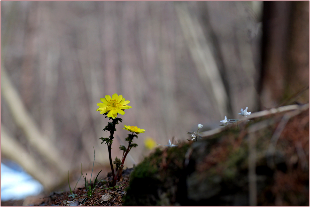 DSC_8016.jpg