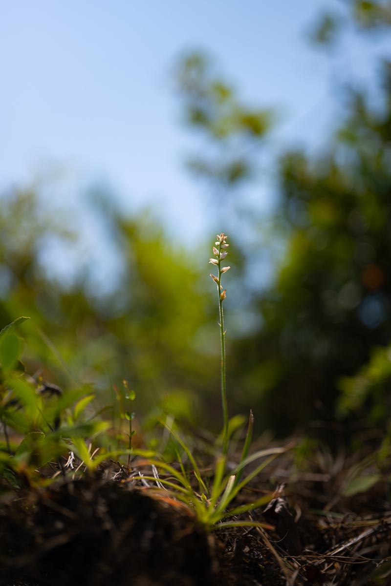 DSC_1265.jpg