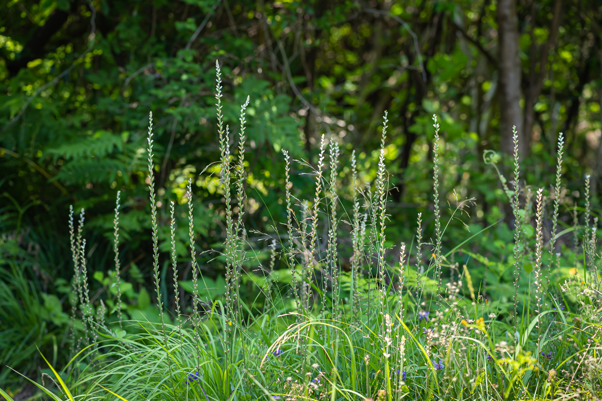 DSC_1307.jpg