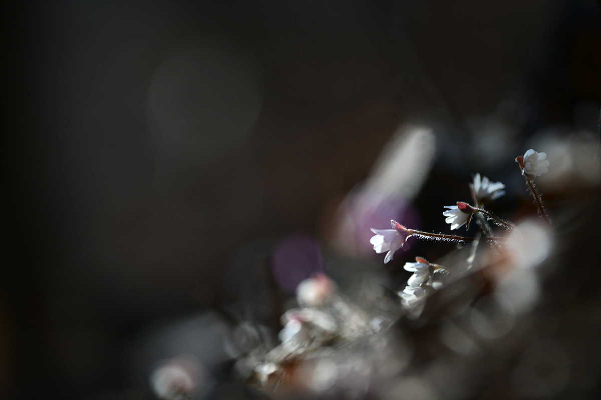 DSC_0670sss.jpg