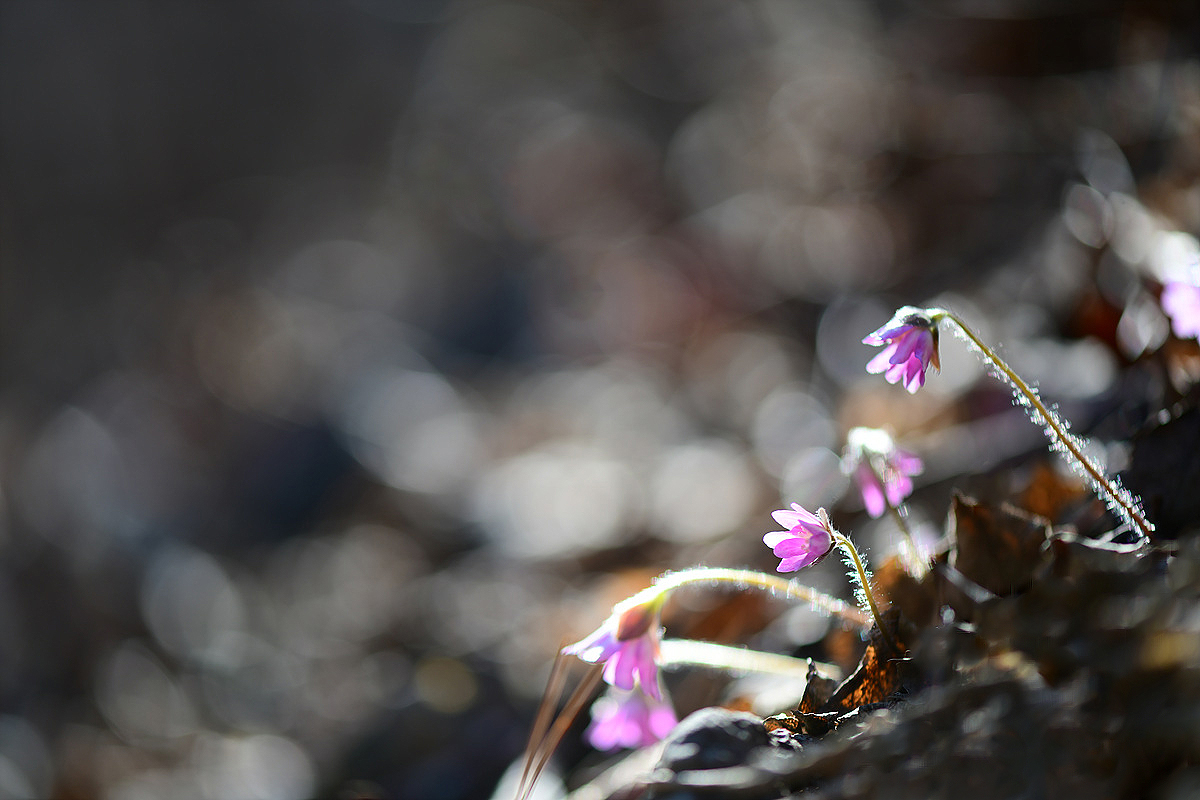 DSC_0744cc.jpg