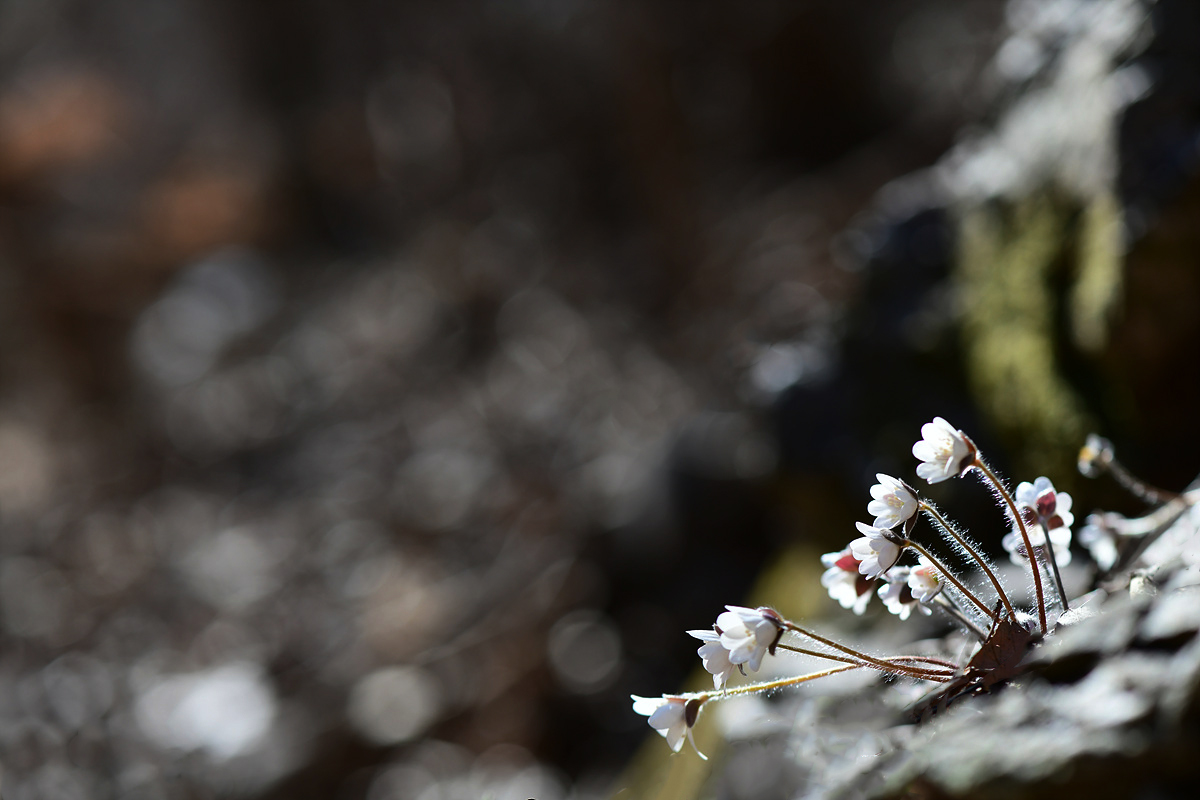 DSC_2039ccc.jpg