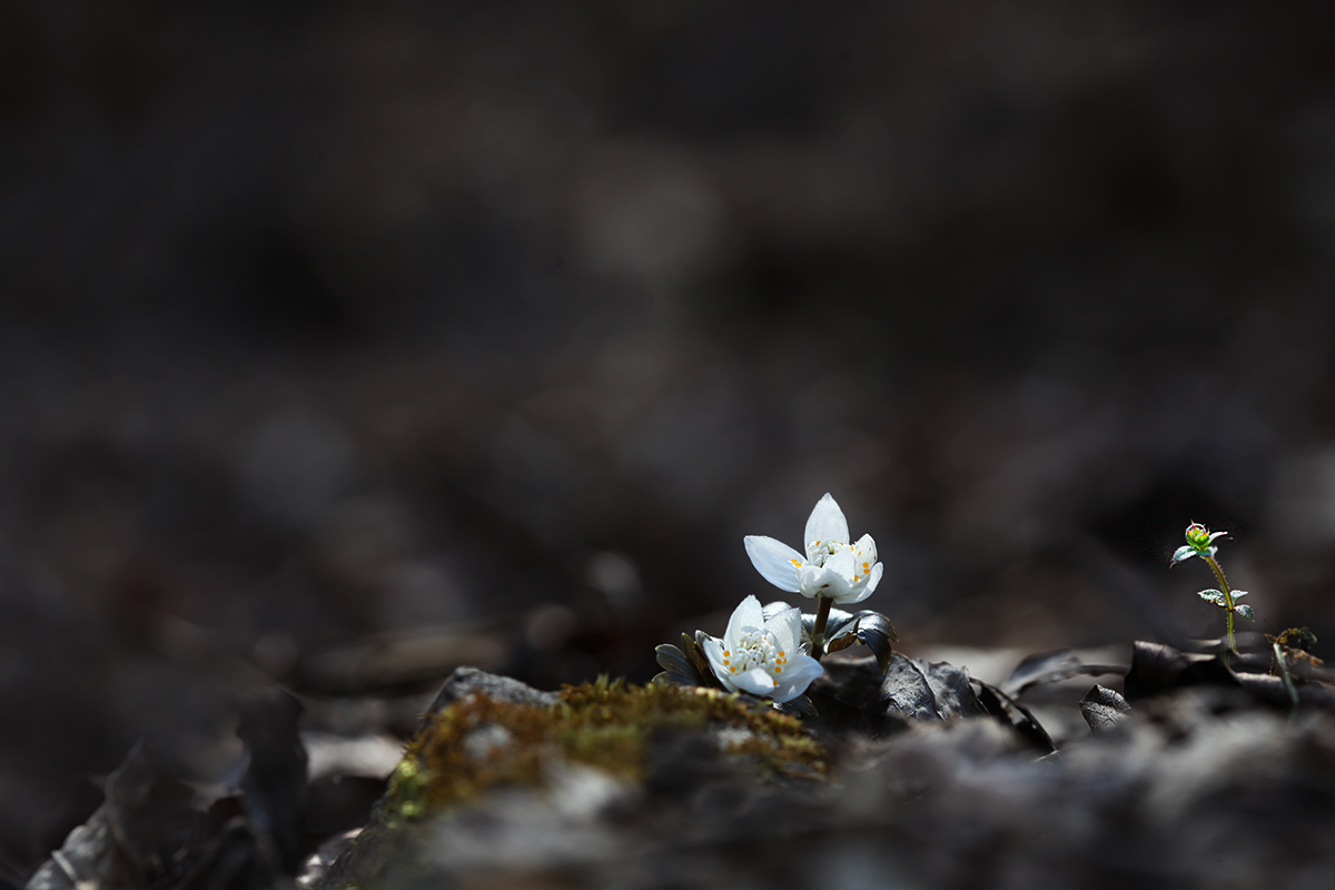 IMG_7125a.jpg