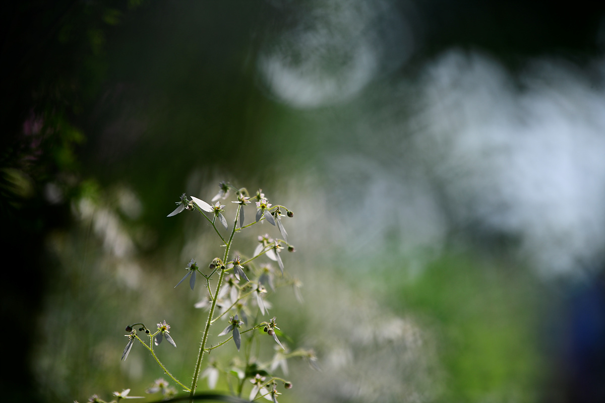 _DSC7617.jpg