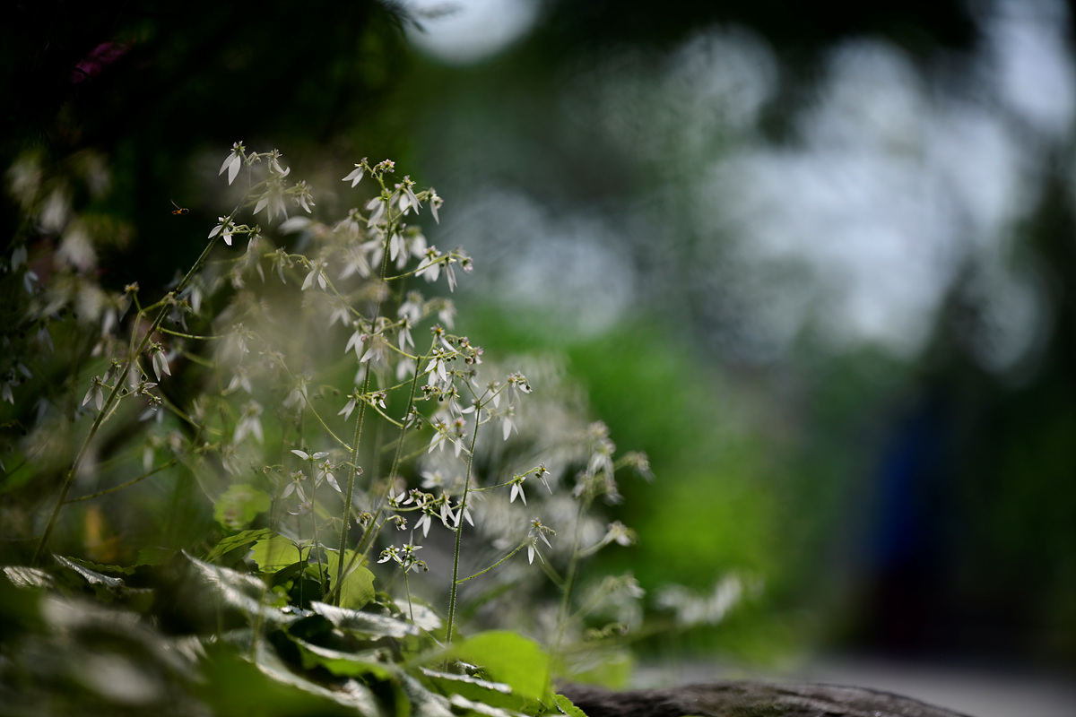 _DSC7618.jpg