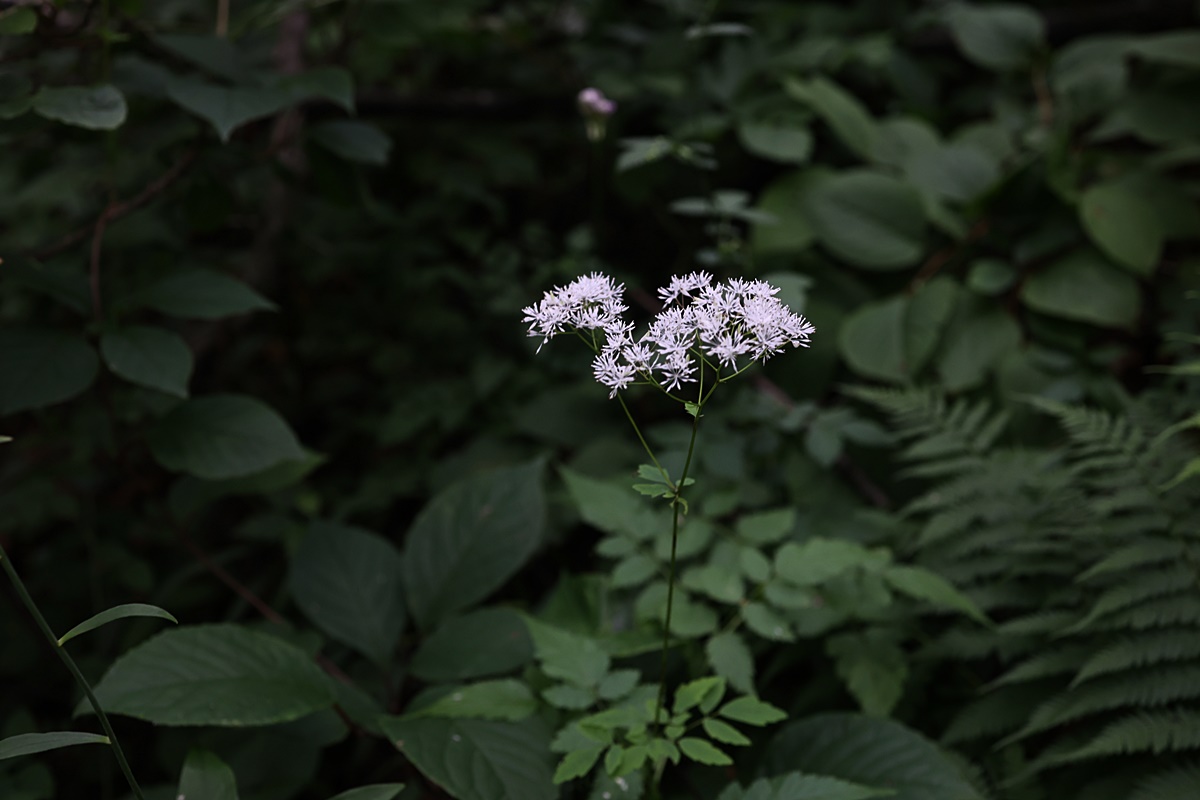 25-07-22 (60)-1.JPG