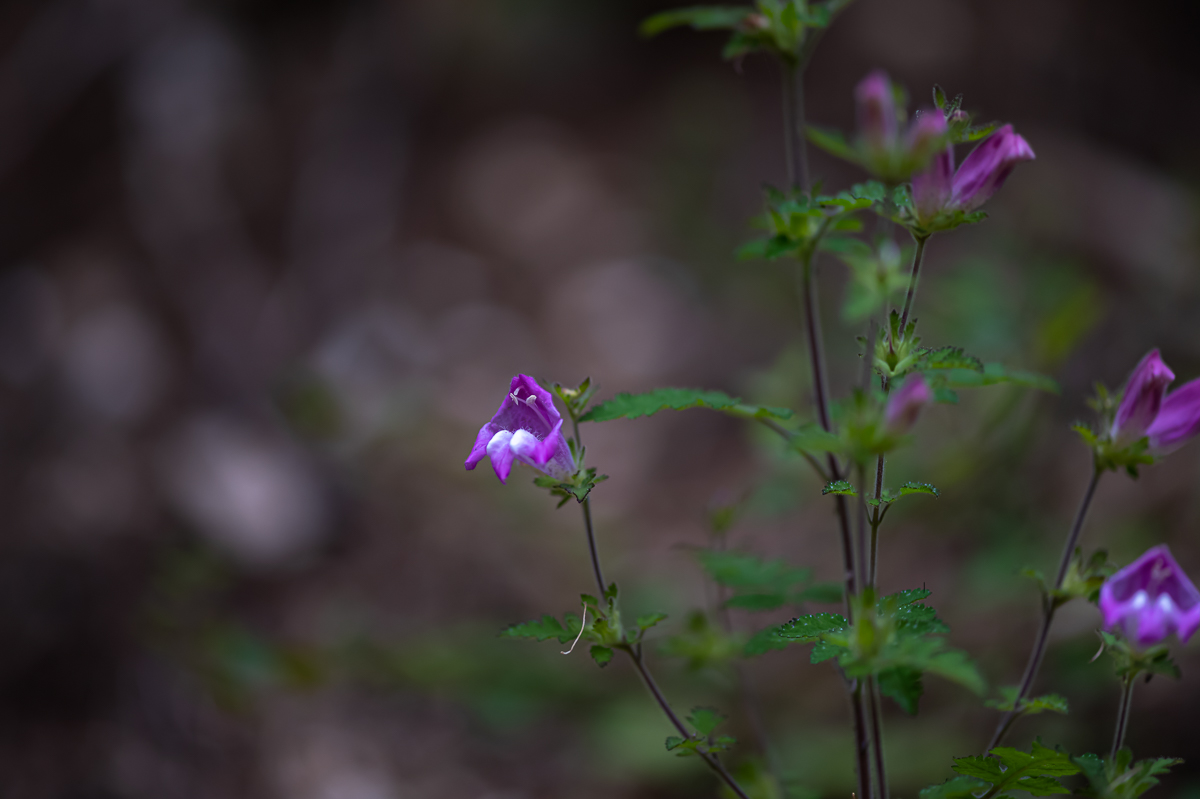 20200922-DSC_0881.jpg