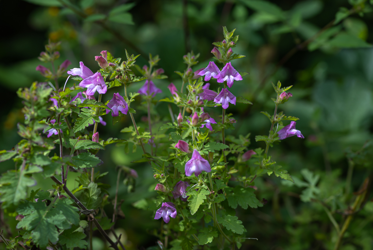 20200922-DSC_0716.jpg