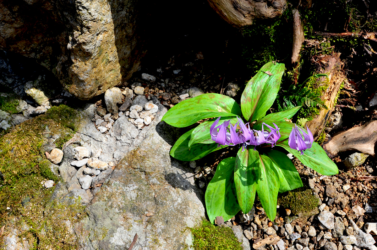 DSC_1935ss.jpg