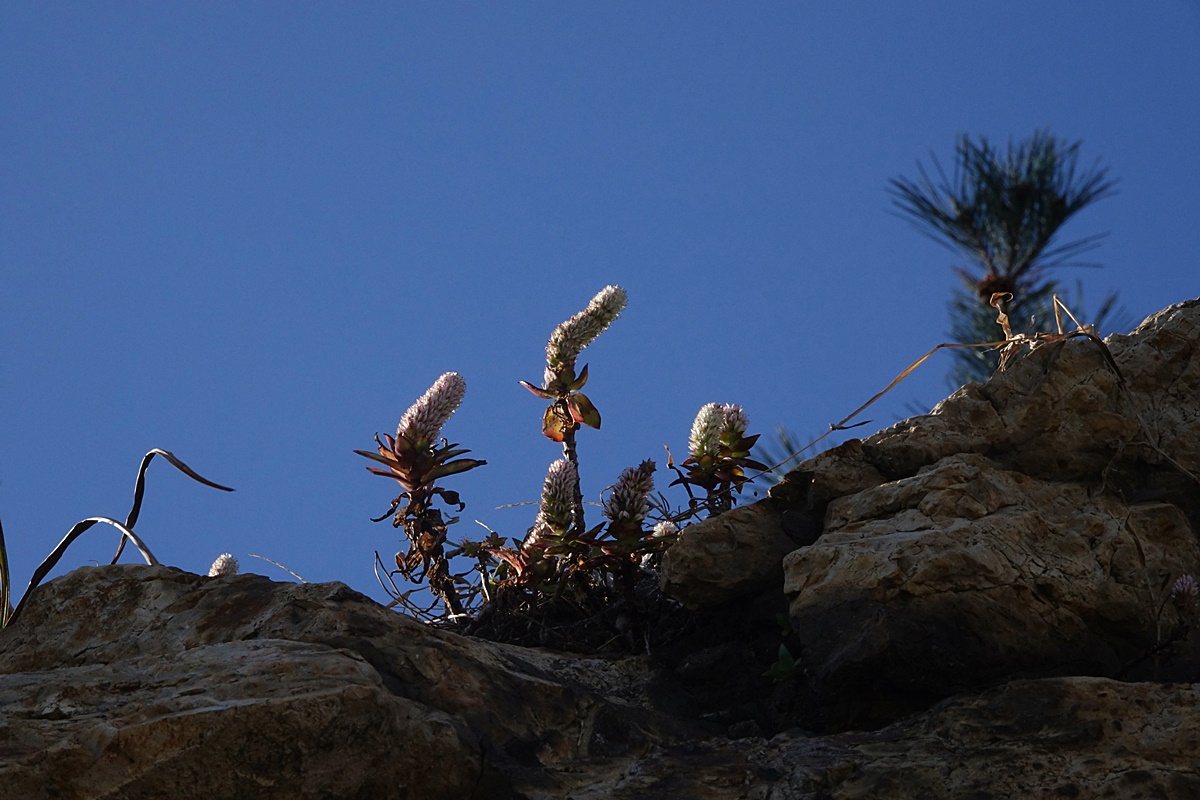 25-11-15 (179)-1.JPG