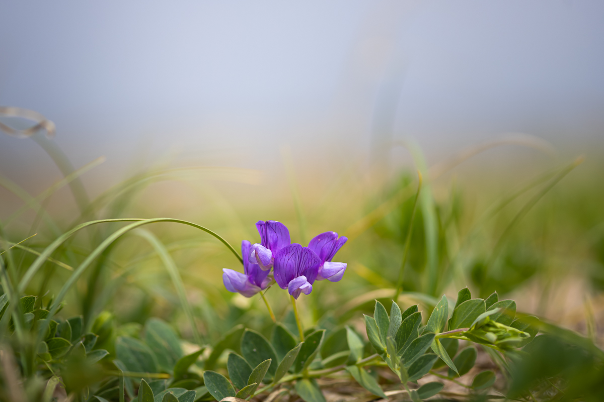 DSC_6477.jpg