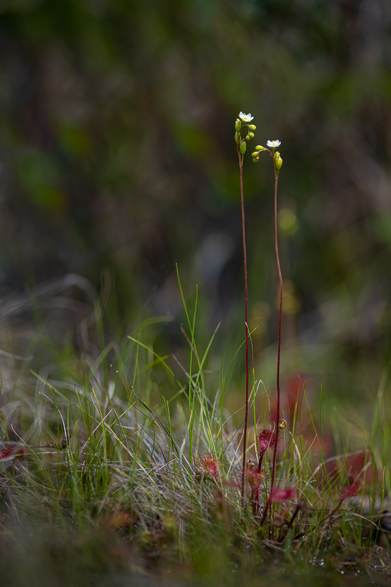 DSC_1169.jpg