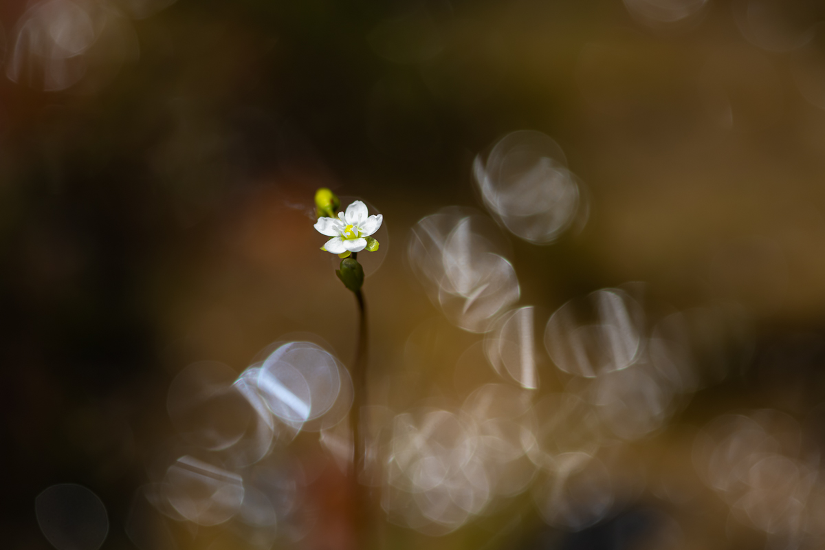 DSC_1244.jpg