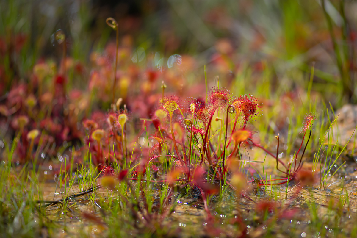DSC_1200.jpg