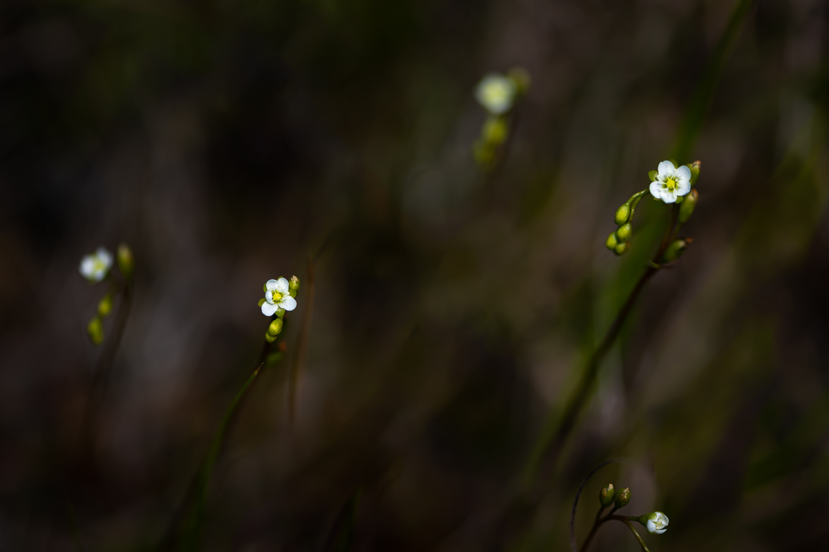 DSC_1151.jpg