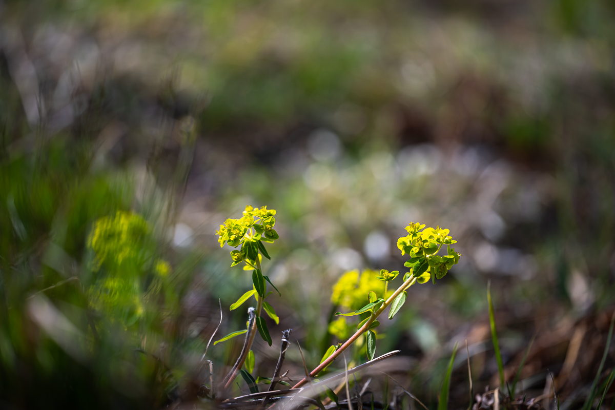 DSC_1005.jpg