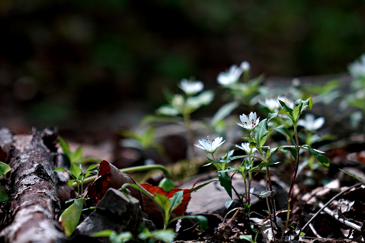 DSC04115.jpg