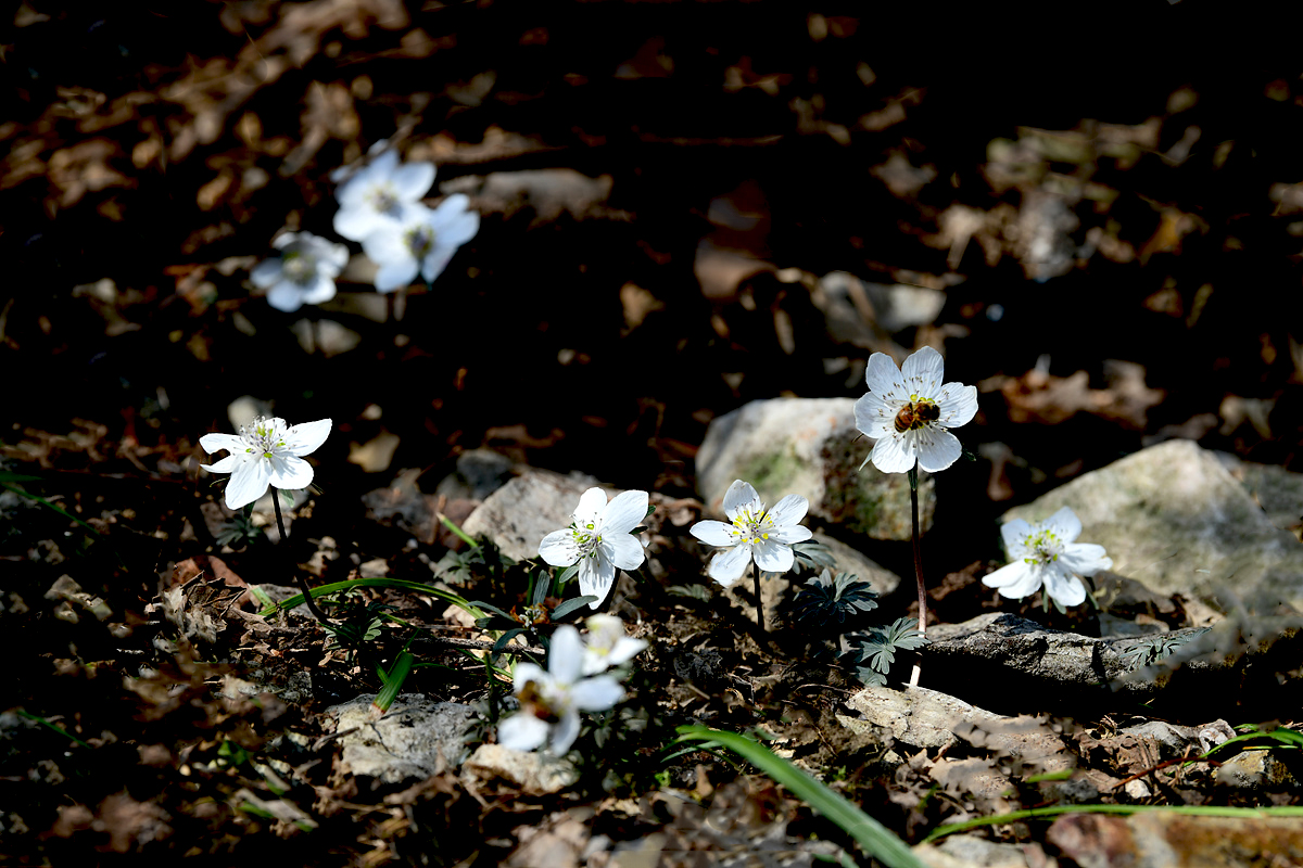 DSC_1080ccc.jpg