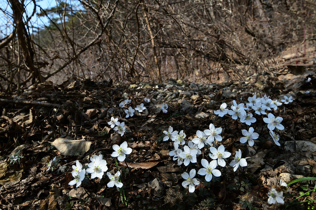 DSC_1129ccc.jpg