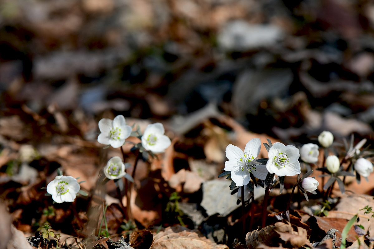 DSC_1548ccc.jpg