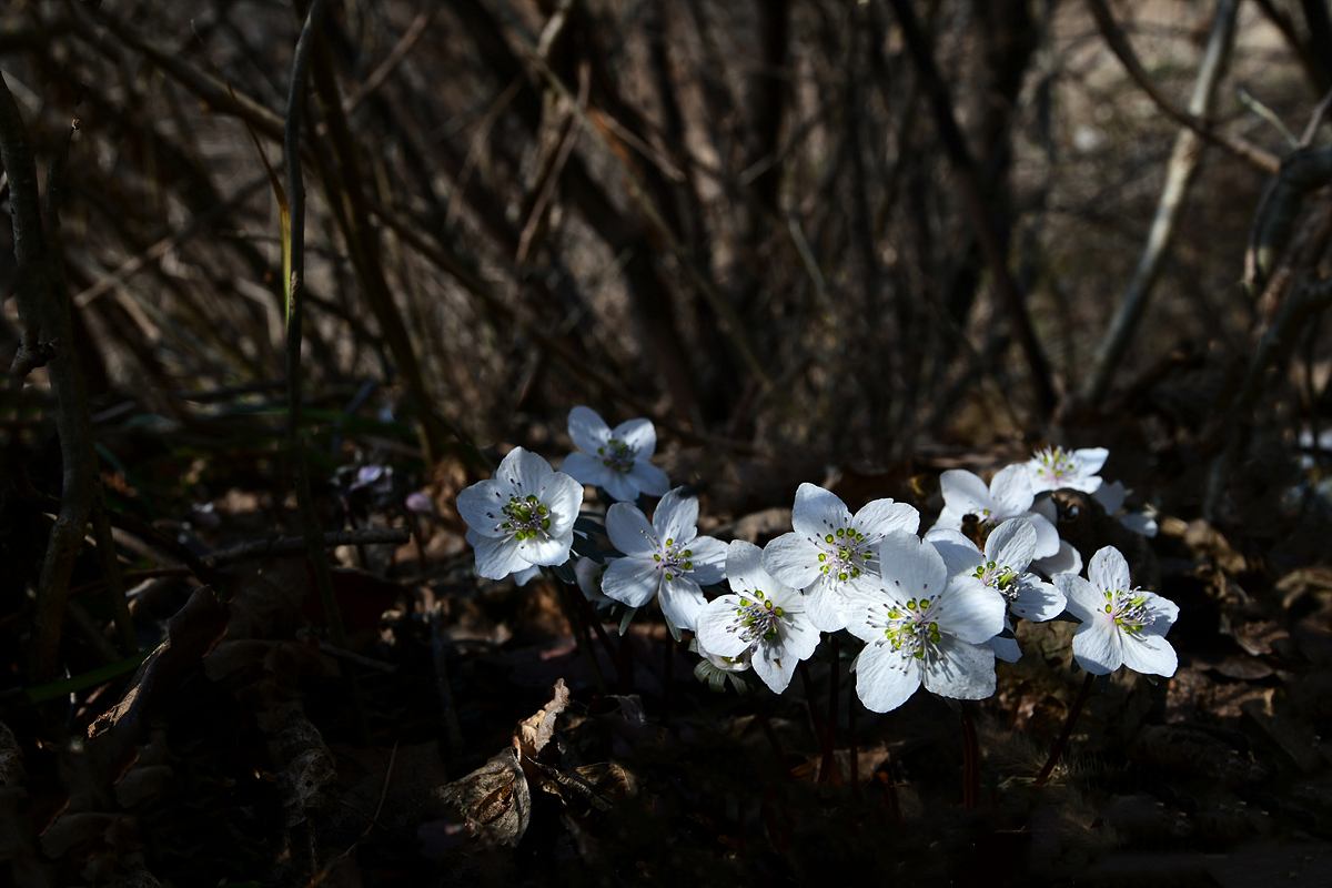 DSC_1307ccv.jpg