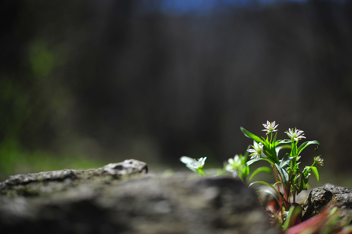 DSC_1617s.jpg