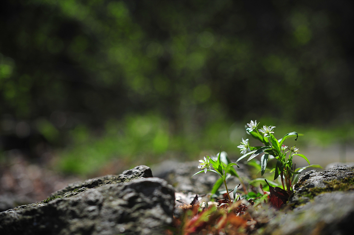 DSC_1622s.jpg