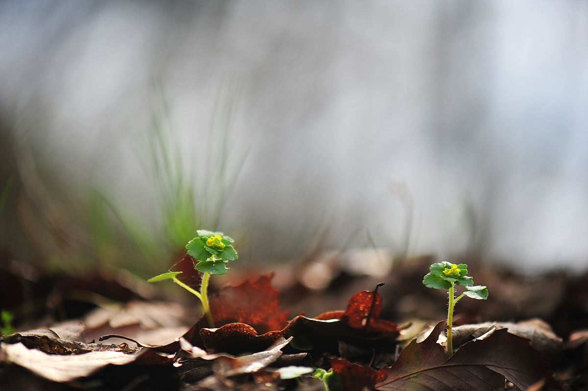 DSC_1367s.jpg