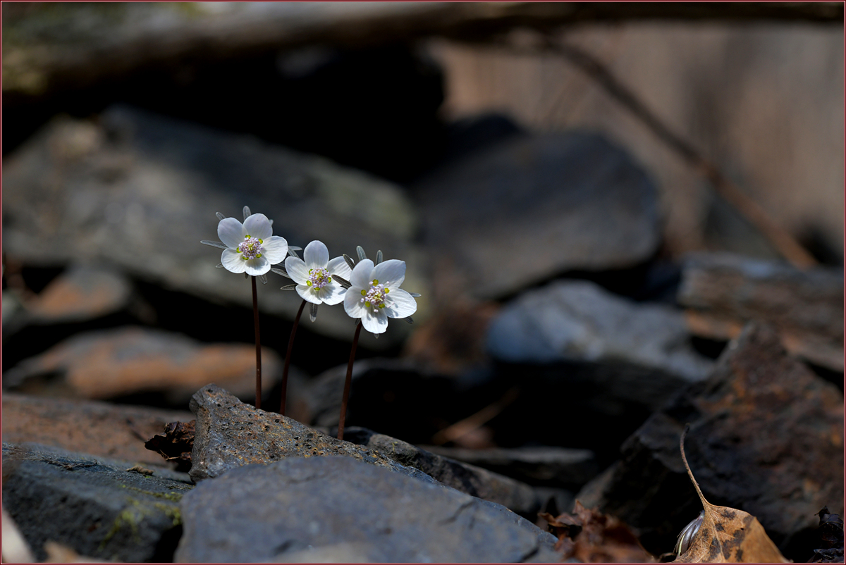 DSC_7954.jpg