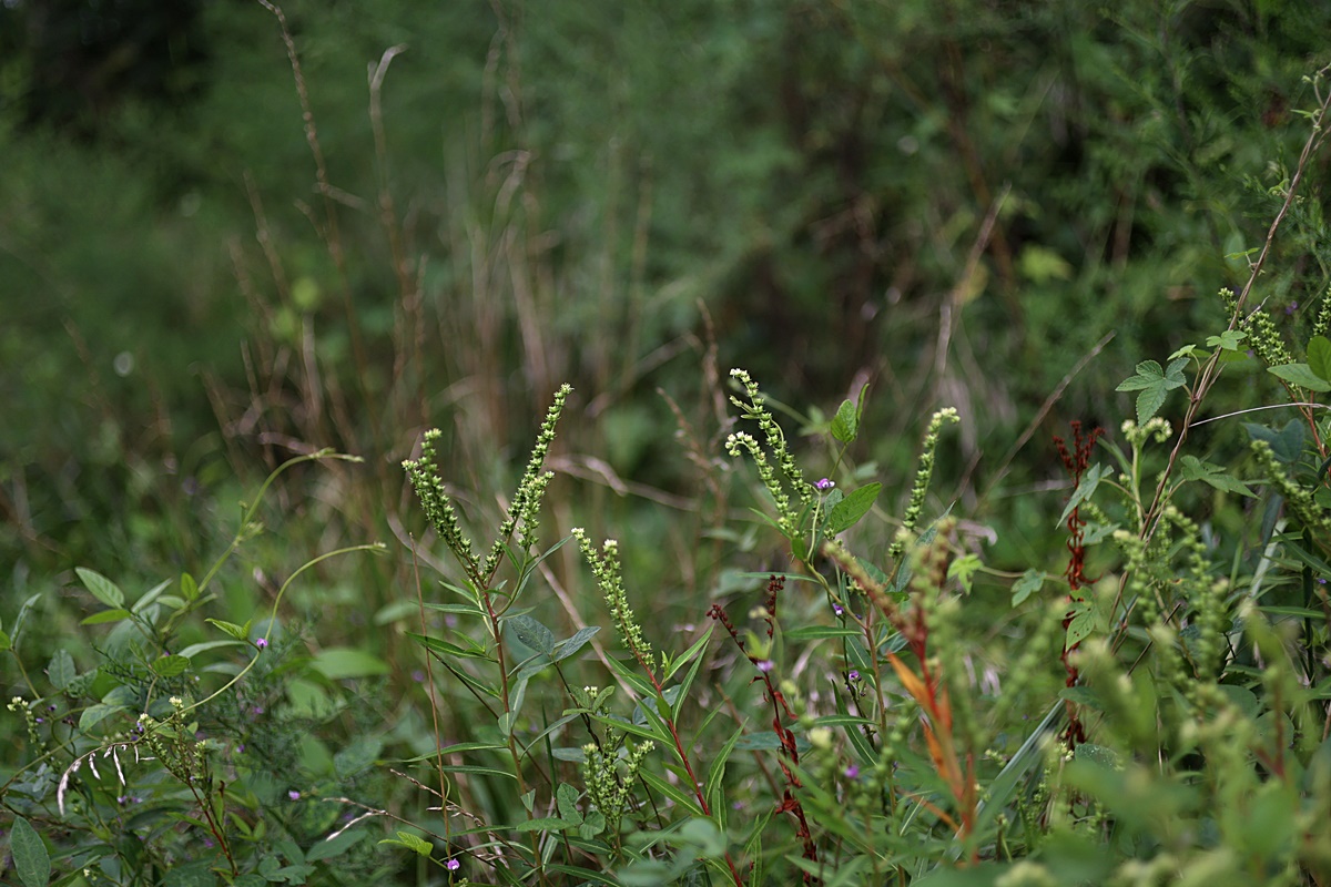 24-08-28 (93)-1.JPG