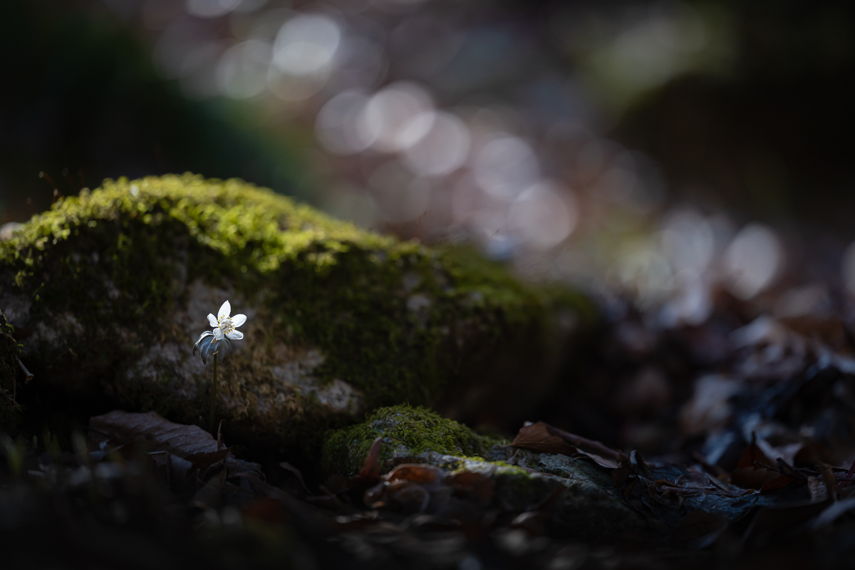 DSC_6376.jpg